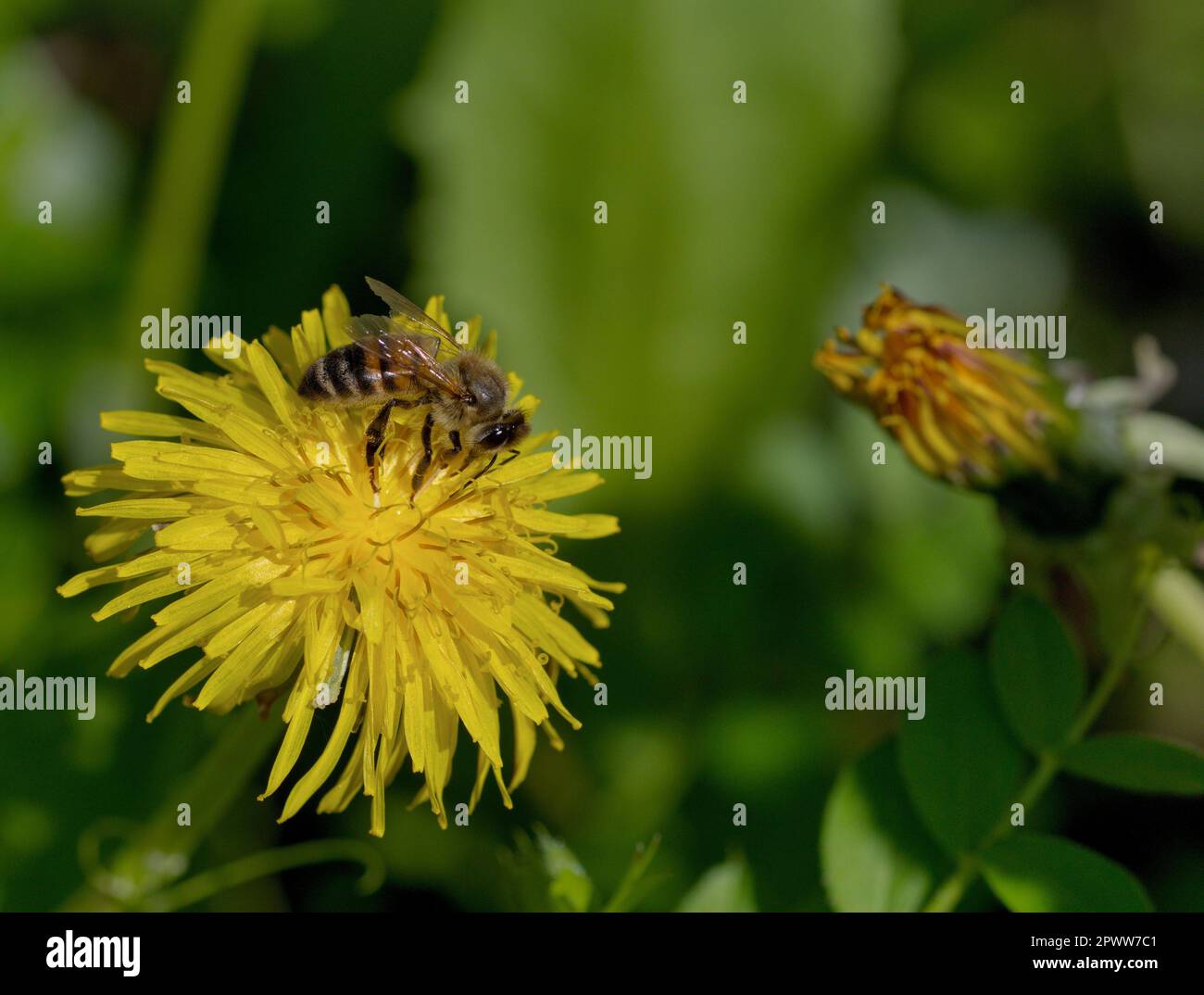 Macro photography of a honey bee on a flower Stock Photo