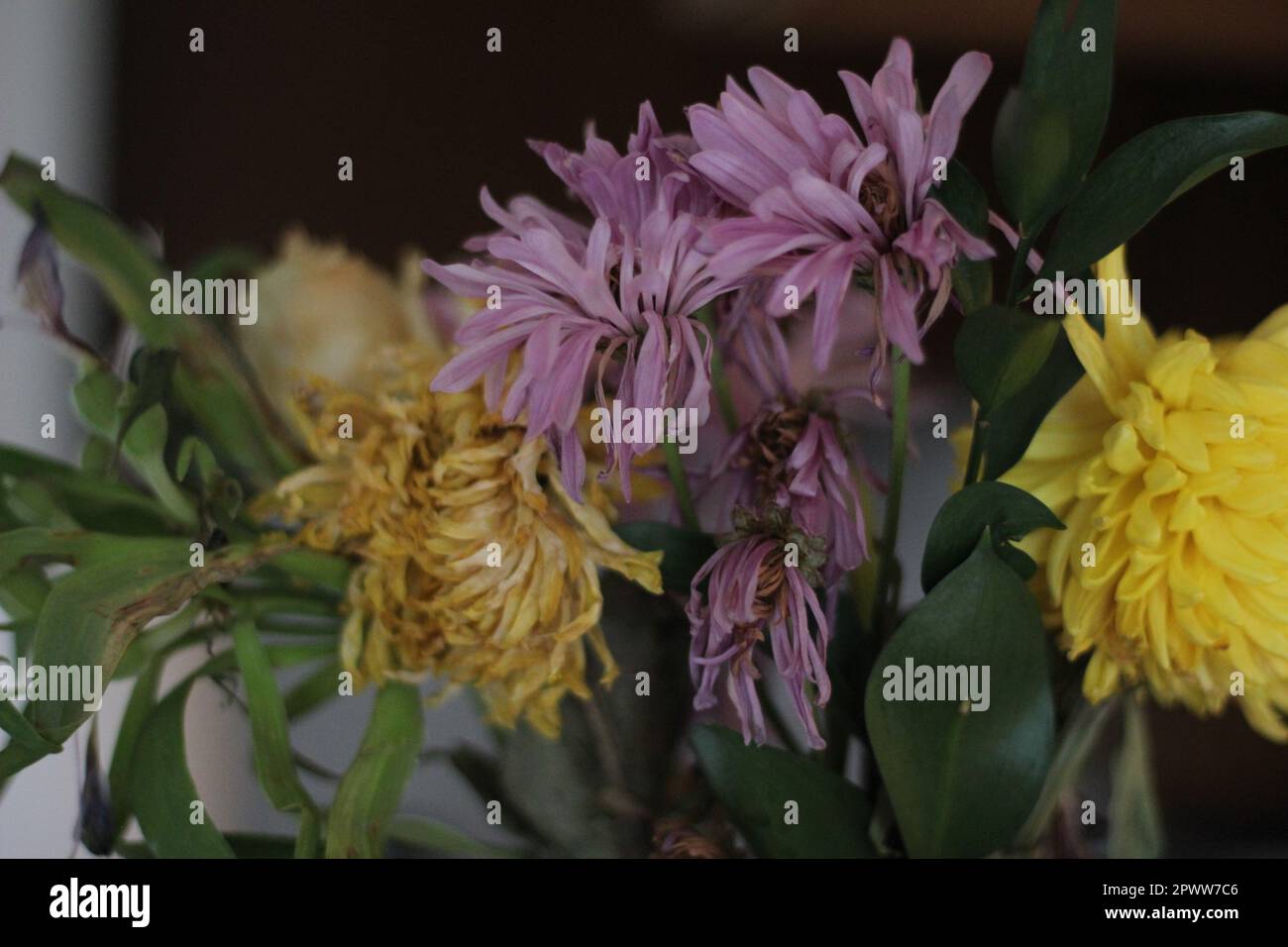 Close-up shot of a Wilting  Spring Floral Bouquet -Details and image has purple, yellow, and green throughout. Great for education or dramatic effect Stock Photo