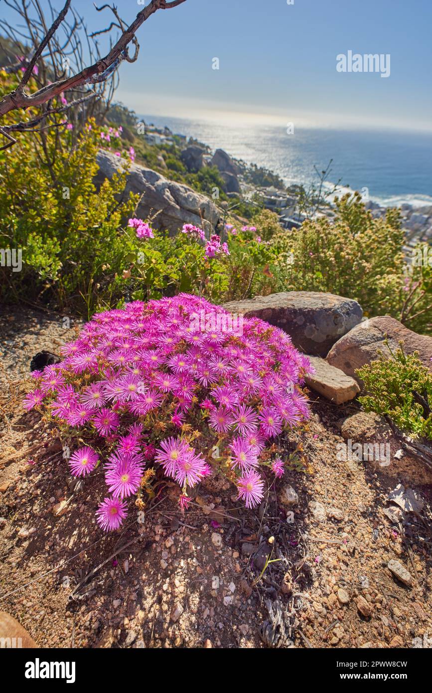Trailing ice plant outlet