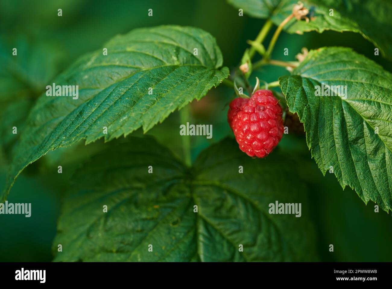One raspberry growing in a garden with green vibrant leafs in an