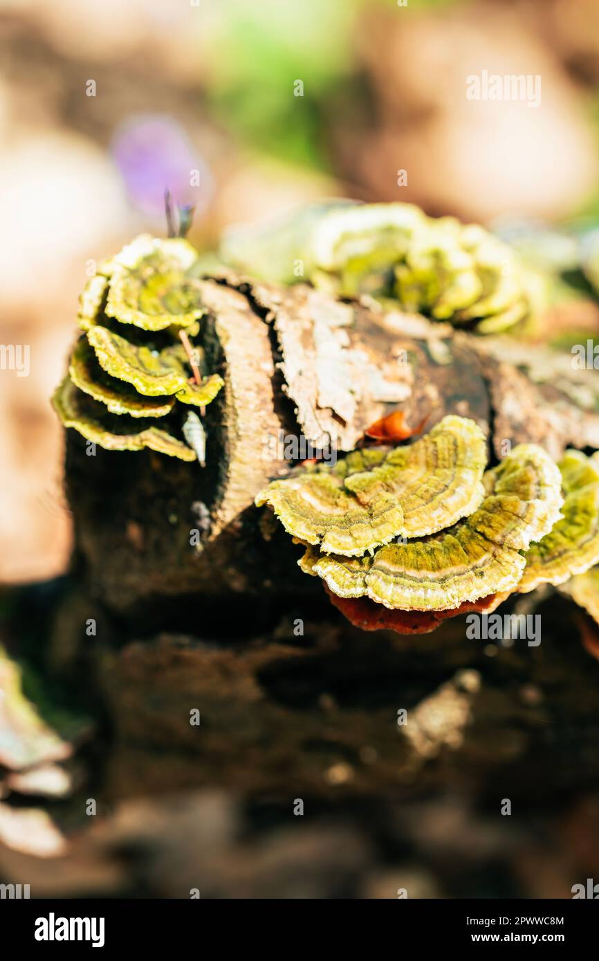 Green Turkey Tail Mushrooms in the wild. It's also called Trametes