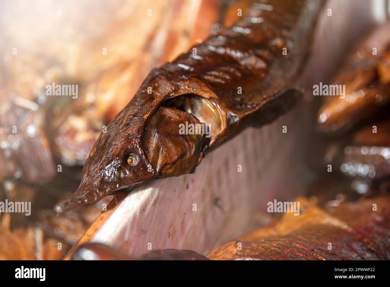 Hot smoked sturgeon. A whole hotsmoked sturgeon lies in the smoking
