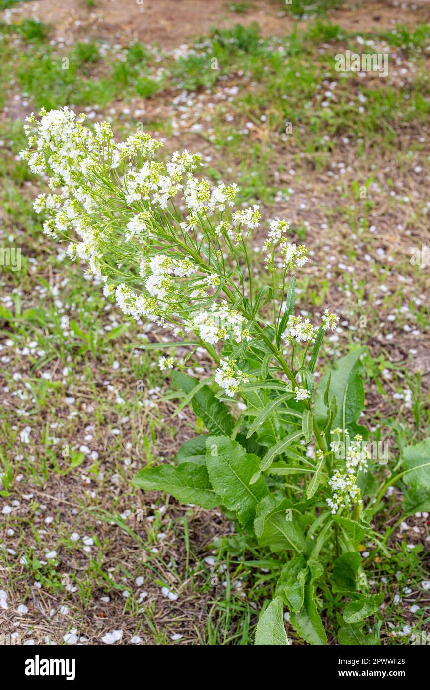 Green horseradish plant with fragrant white flowers in spring