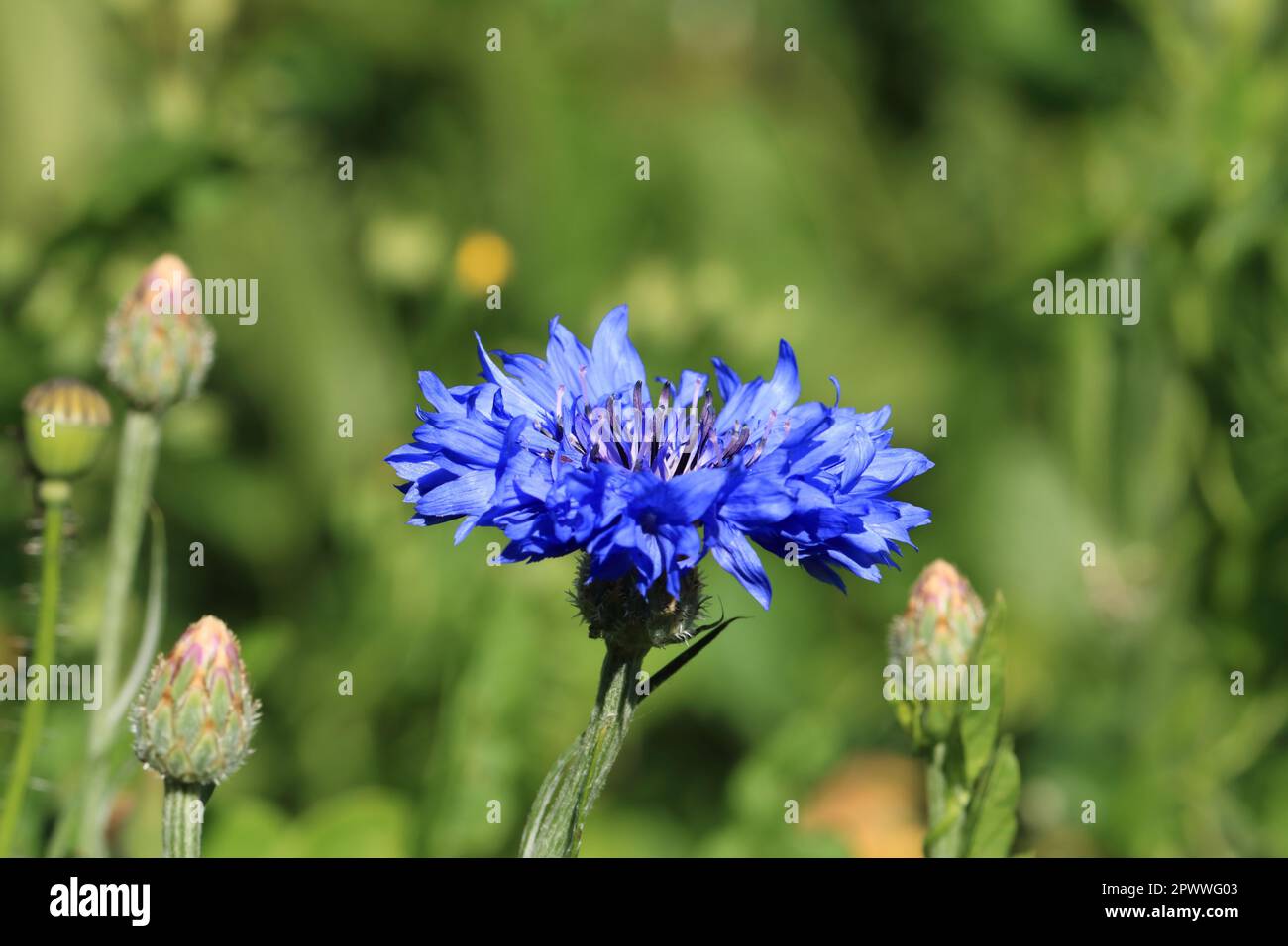 bluebottle also cornflower (in german Kornblume also Zyane) Cyanus