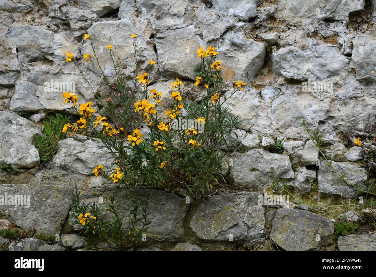Wallflowers in stone wall Stock Photo