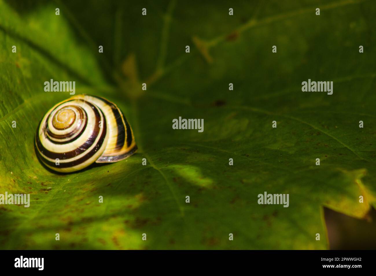 snail on leaf in the sun Stock Photo