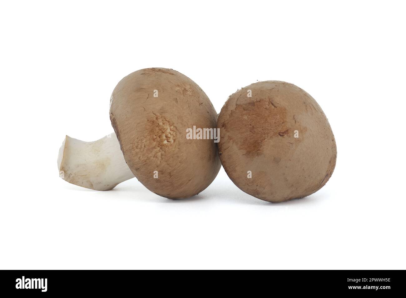 Fresh Baby Bella or Cremini whole mushrooms isolated on white