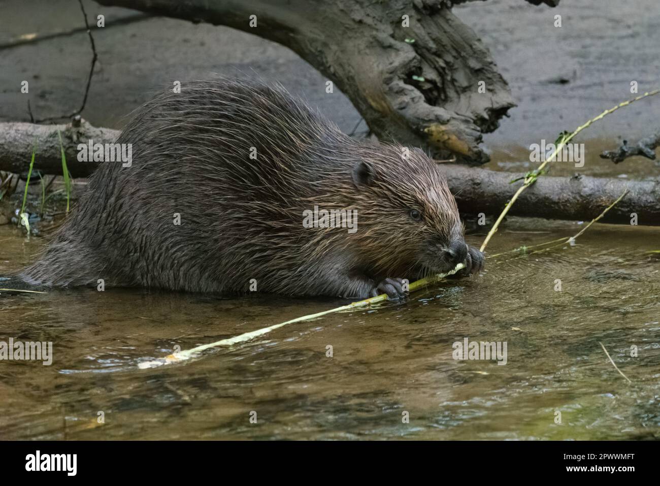 Eurasian/European Beaver (Castor fiber) having an early morning snack ...