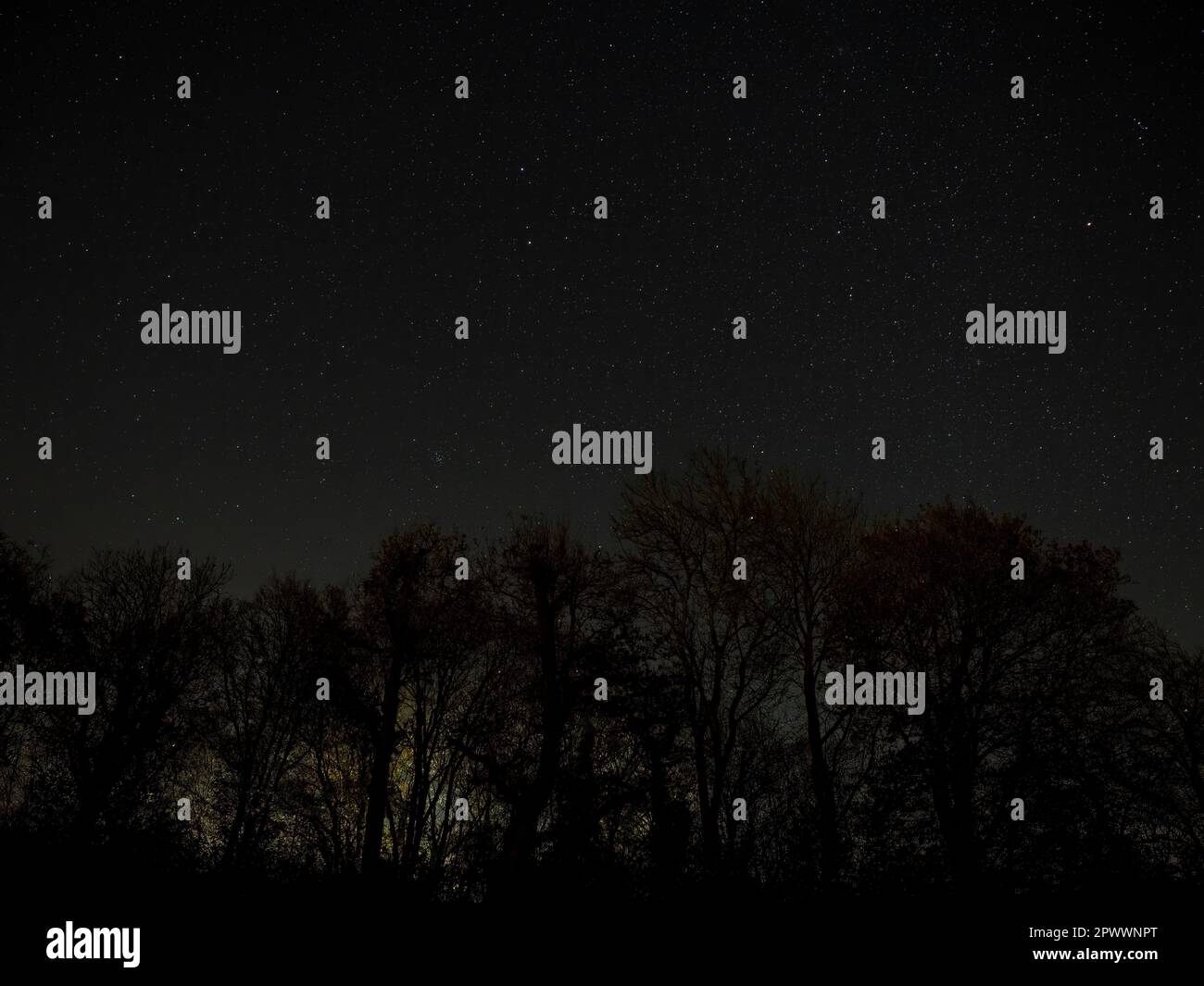 Night sky in Winter with constellations Gemini, Cancer, Lynx and light pollution behind silhouetted trees. Stock Photo