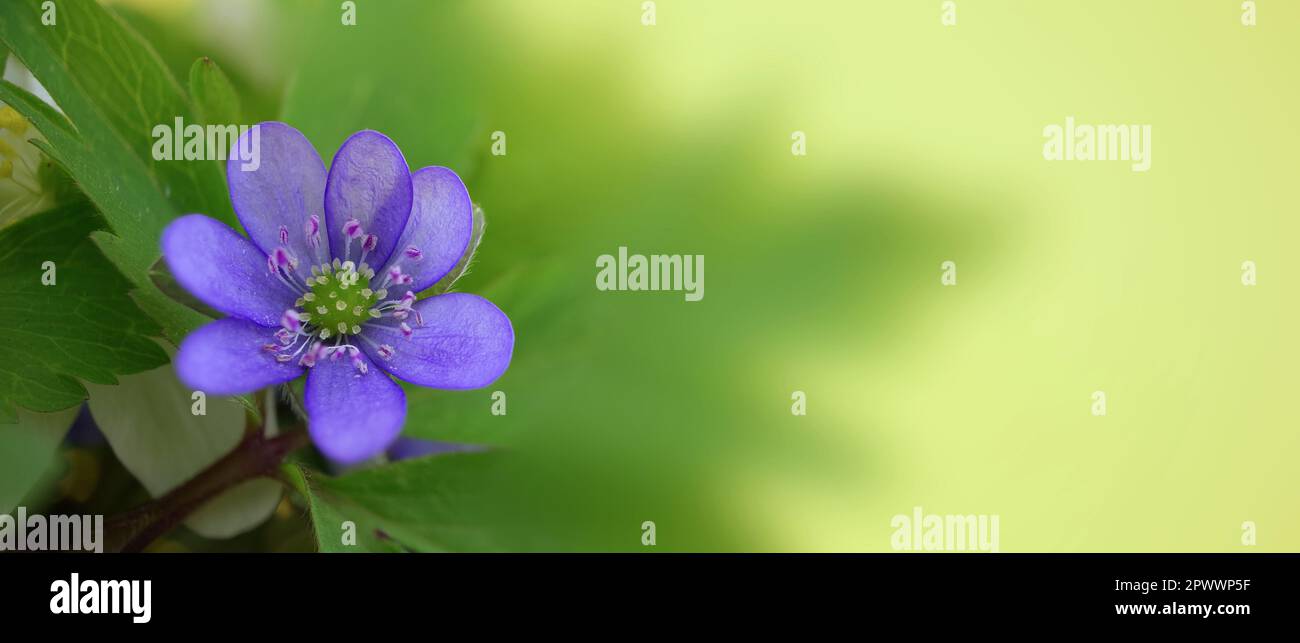 Blue Hepatica Nobilis in close-up, early blooming spring plants on yellow background. Long wide banner of greetings or holidays background with copy s Stock Photo