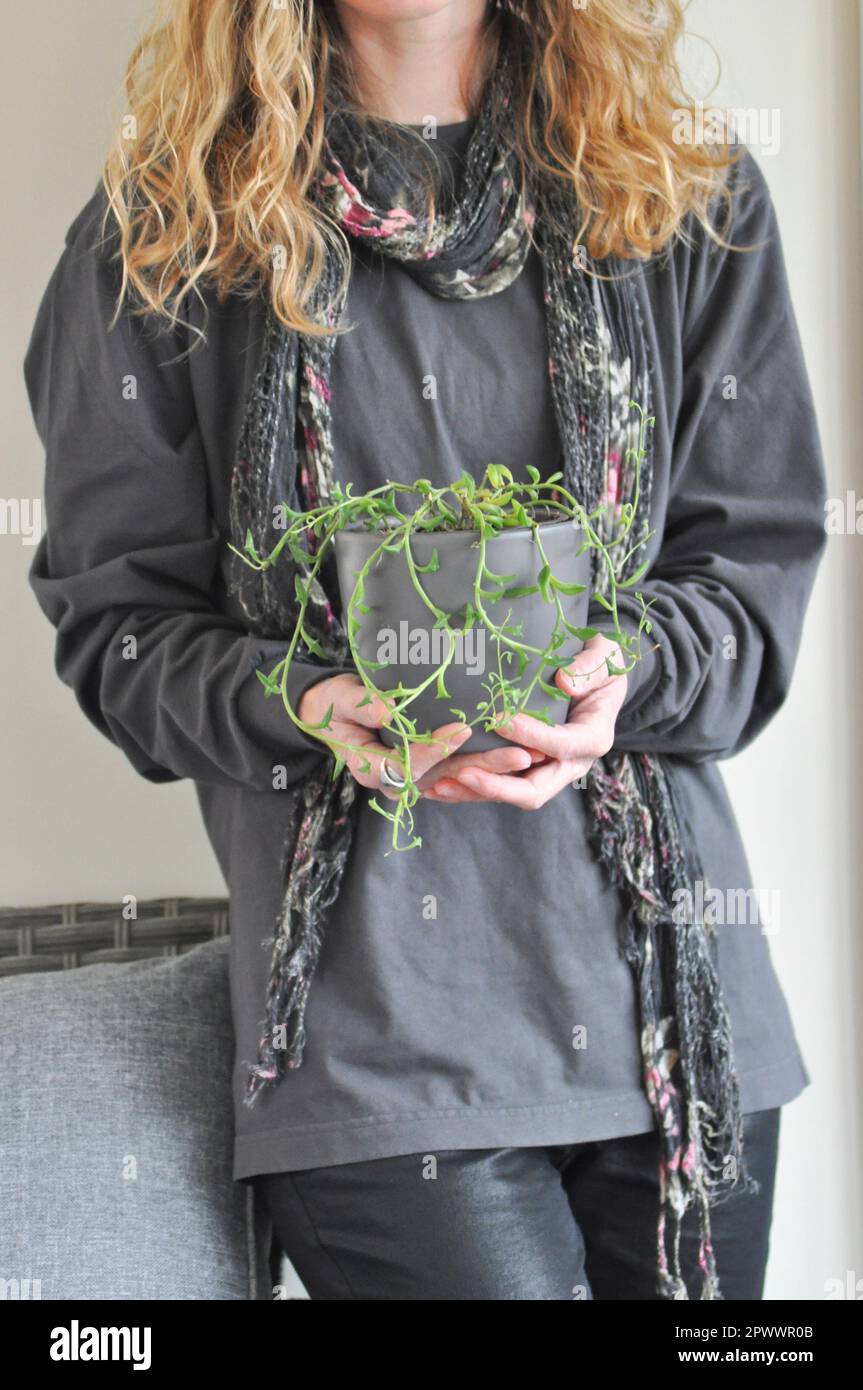 A female holding a pot containing a String of Dolphins house plant (Senecio peregrinus). It is held close to her body Stock Photo