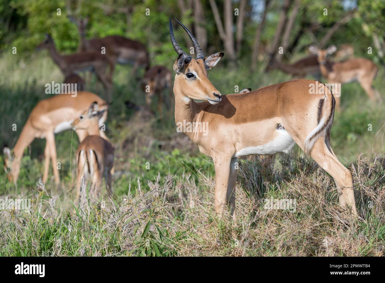 Young impala in kruger hi-res stock photography and images - Alamy