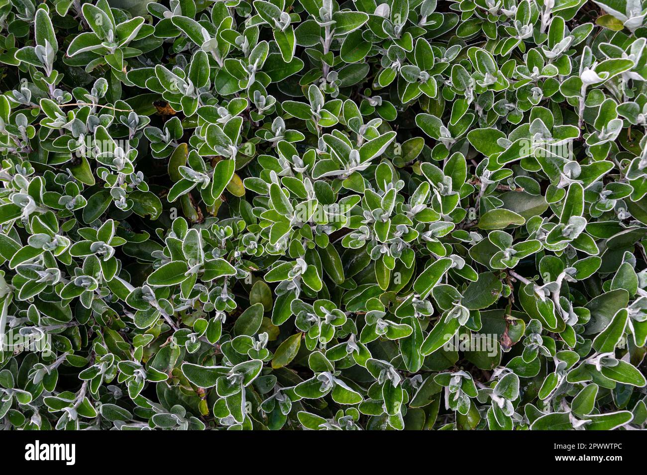 brachyglottis bush in spring Stock Photo