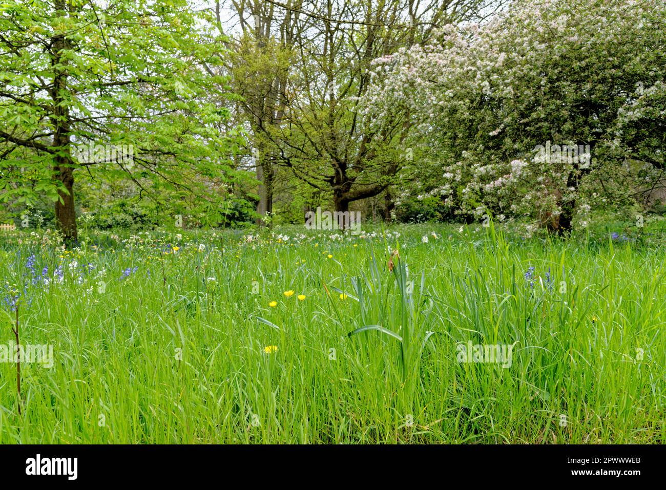 Beautiful Spring Landscape Spring View Over Public Park Countryside