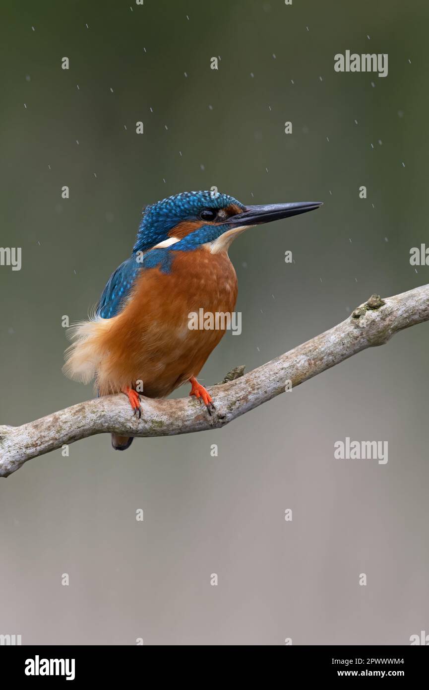 Strong wind and heavy rain hi-res stock photography and images - Alamy