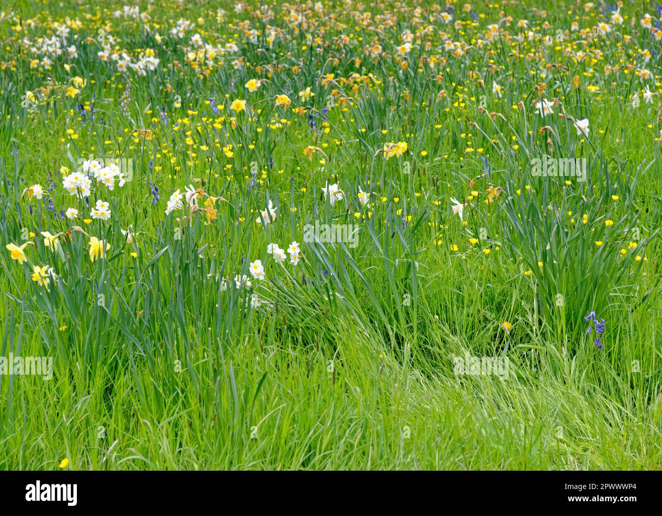 Beautiful Spring Landscape Spring View Over Public Park Countryside
