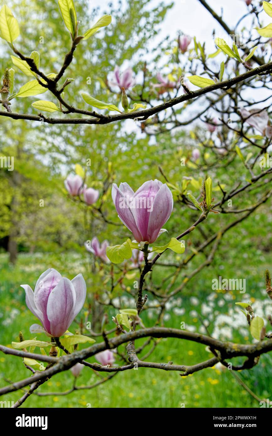 Magnolia tree blossoms in springtime garden - Bloomy magnolia tree with big pink flowers Stock Photo