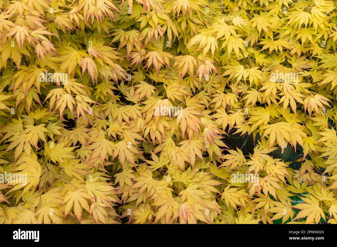 Japanese maple tree Stock Photo Alamy