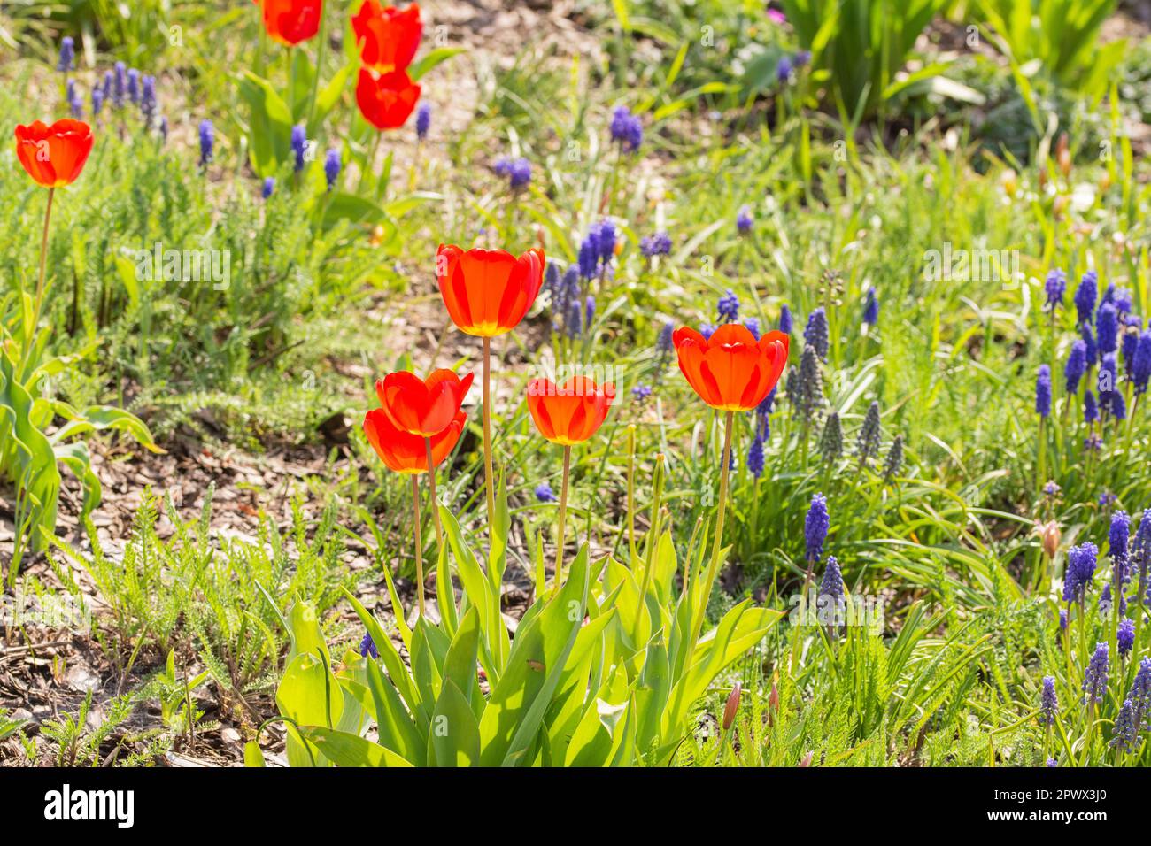 Red tulips and purple flowers on a green grass carpet in bright sunlight. Spring. Day. Stock Photo