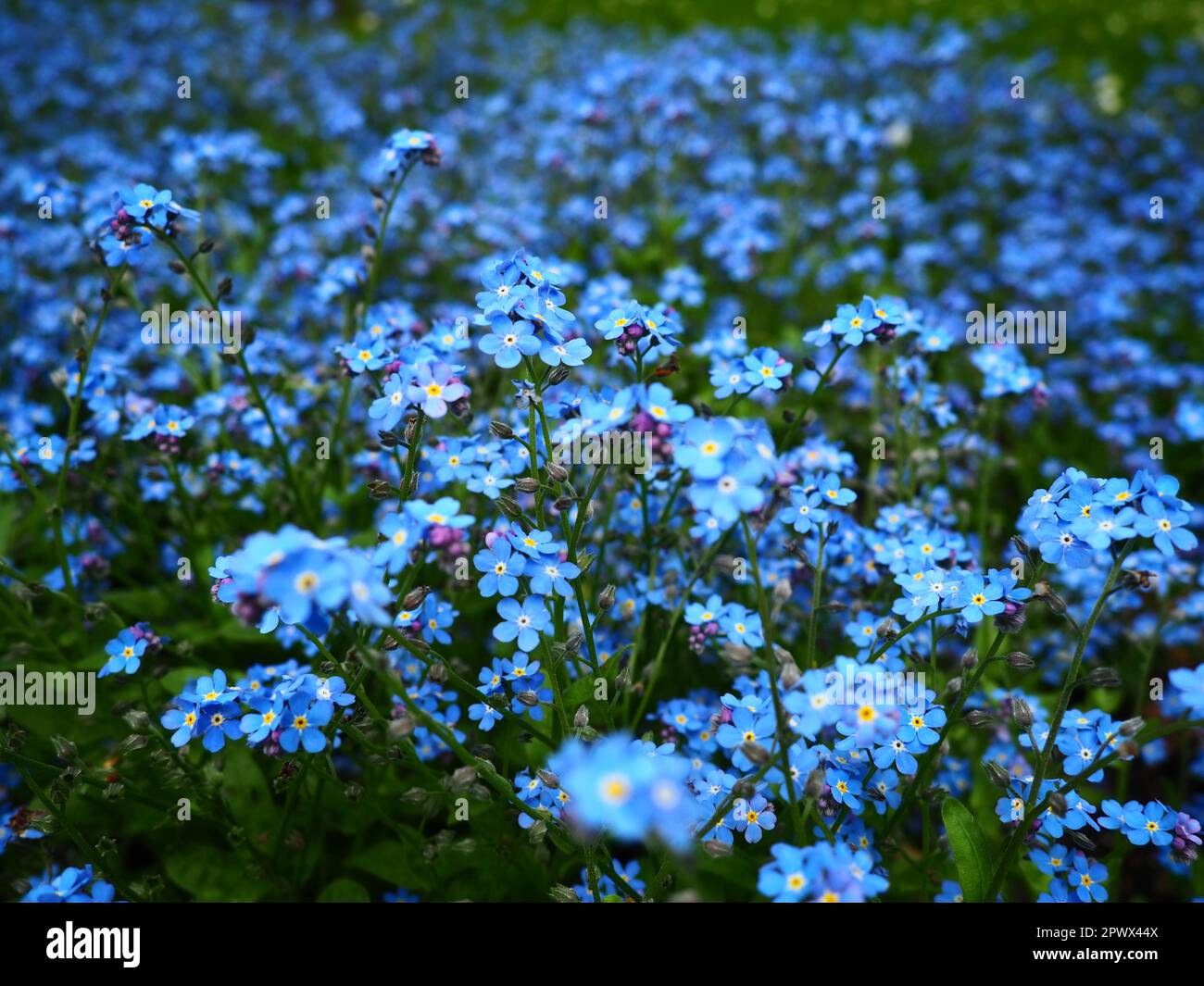 Forget-me-nots. Myosotis flowering blue plants in the family Boraginaceae. Forget-me-nots or scorpion grasses Myosotis alpestris small flowers for dec Stock Photo