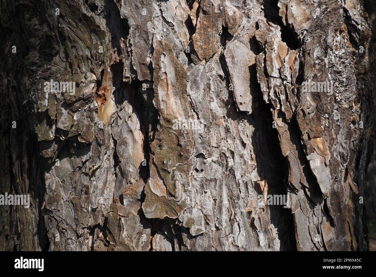 Cork, bark, bast and cambium of a pine closeup. Woody, wooden background in brown color. Rough