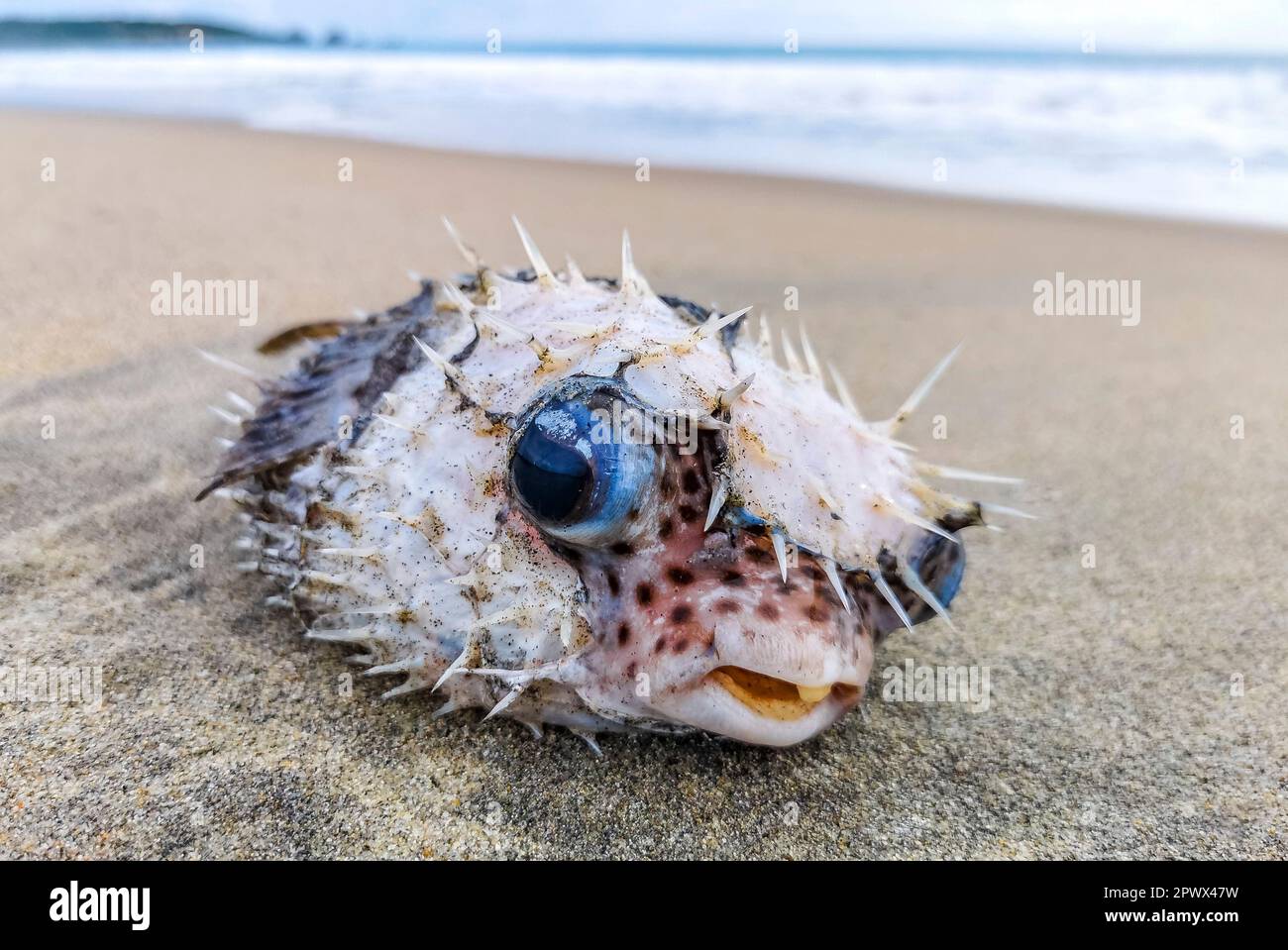 Dead puffer fish washed up on the beach lies on the sand in Zicatela