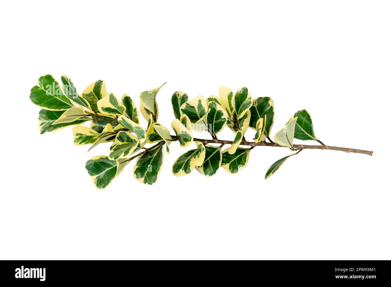 leaf vine isolates on a white background Stock Photo