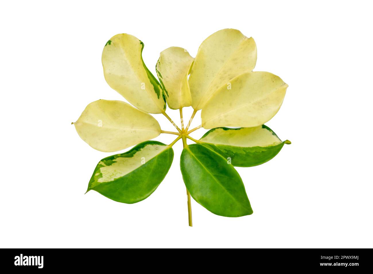 leaf vine isolates on a white background Stock Photo