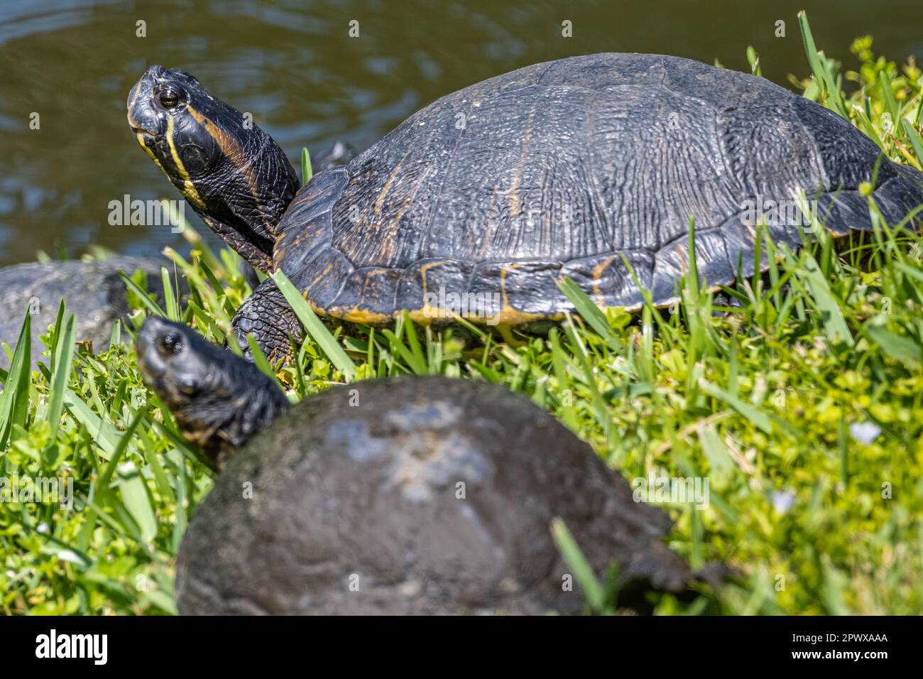 Peninsula cooters (Pseudemys peninsularis) sunning on the shoreline of a pond in Ponte Vedra Beach, Florida. (USA) Stock Photo