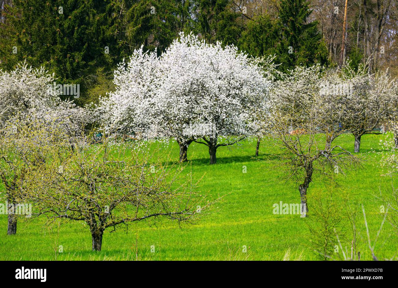 Spring scenic with white flowering cherry trees Stock Photo