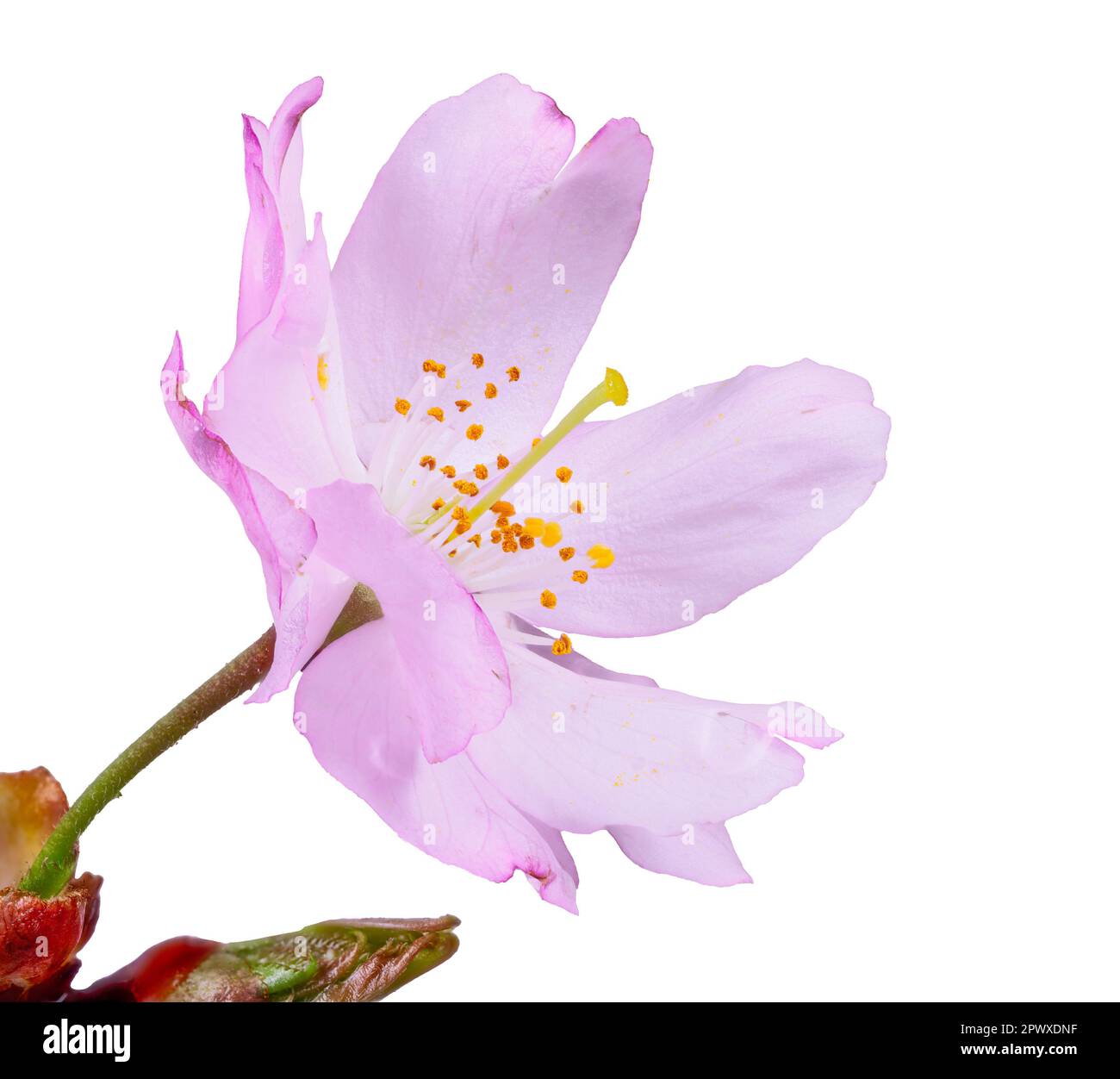 Macro of an isolated pink cherry blossom Stock Photo