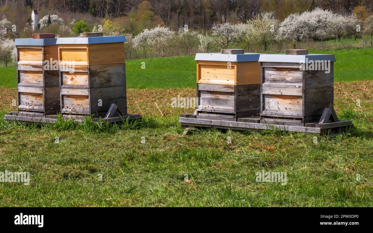 Beekeeping - bees flying to a wooden beeyard. Stock Photo