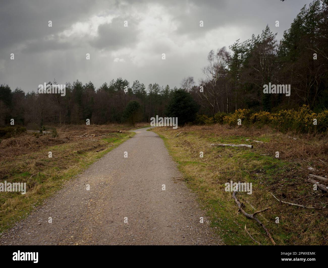 Puddletown Forest on a cloudy March day, Dorset, UK Stock Photo