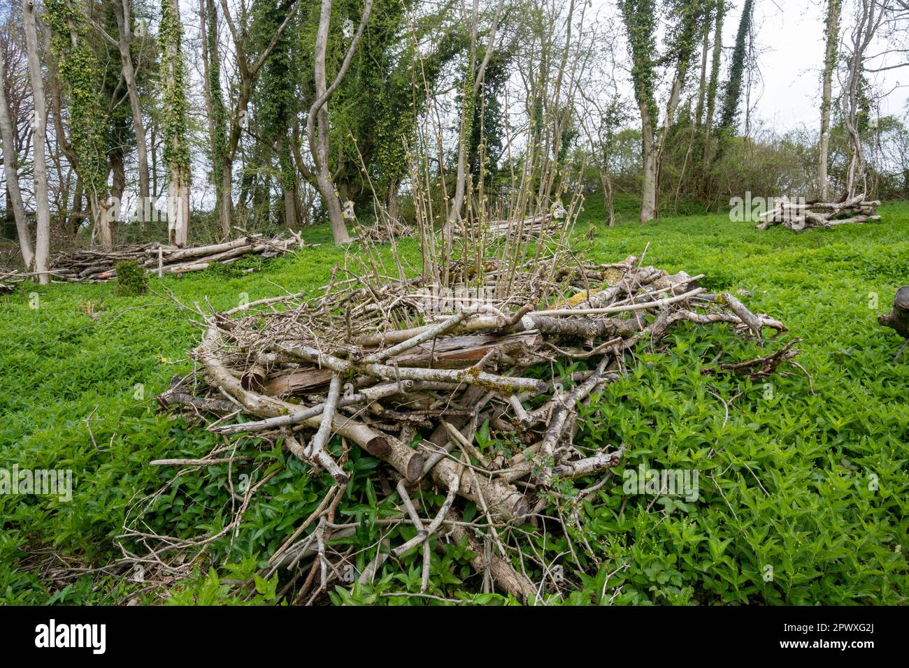 Hazel coppicing, individual coppice stools with log fences around them for protection from deer, woodland management method, Hampshire, England, UK Stock Photo