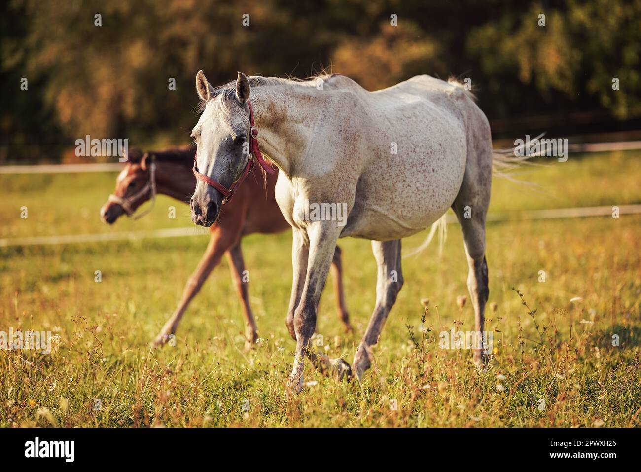 White Arabian horse walking on green grass field, blurred brown foal