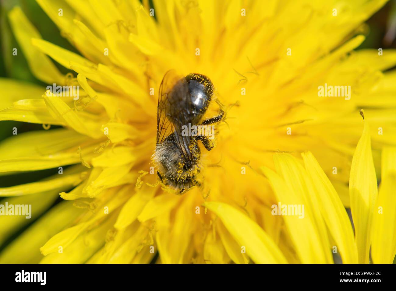 A small bee feeding on nectar on a common dandelion flower Taraxacum officinale, in spring, England, UK Stock Photo