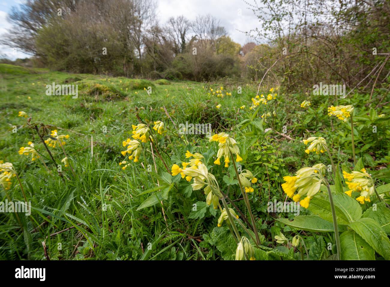 Cowslips (Primula veris), yellow wildflowers on Noar Hill SSSI, Selborne, Hampshire, England, UK, in late April or spring Stock Photo