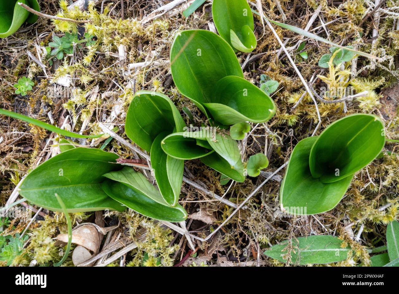 Broad leaves of common twayblade (Neottia ovata) on chalk grassland in April, England, UK Stock Photo
