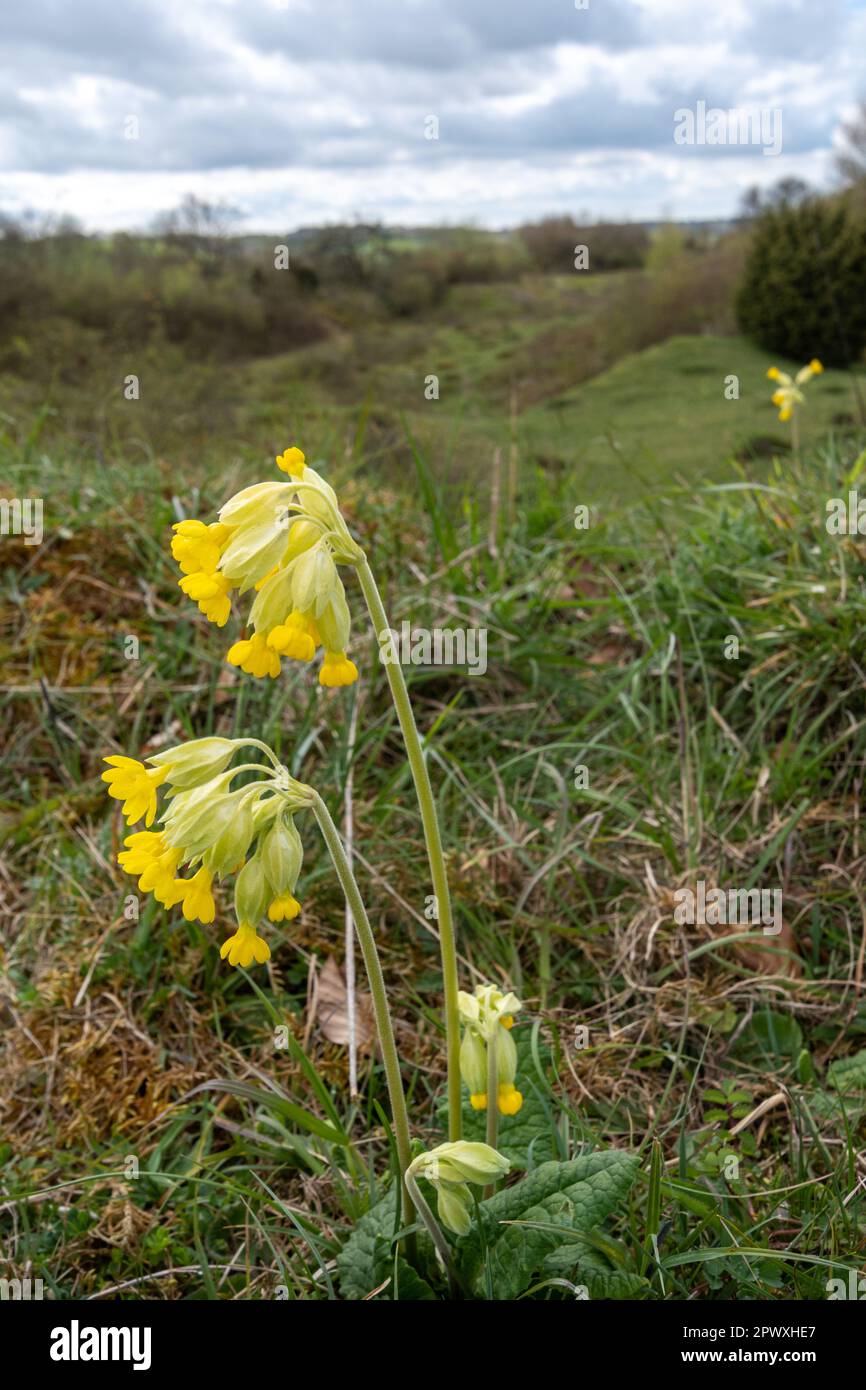 Cowslips (Primula veris), yellow wildflowers on Noar Hill SSSI, Selborne, Hampshire, England, UK, in late April or spring Stock Photo