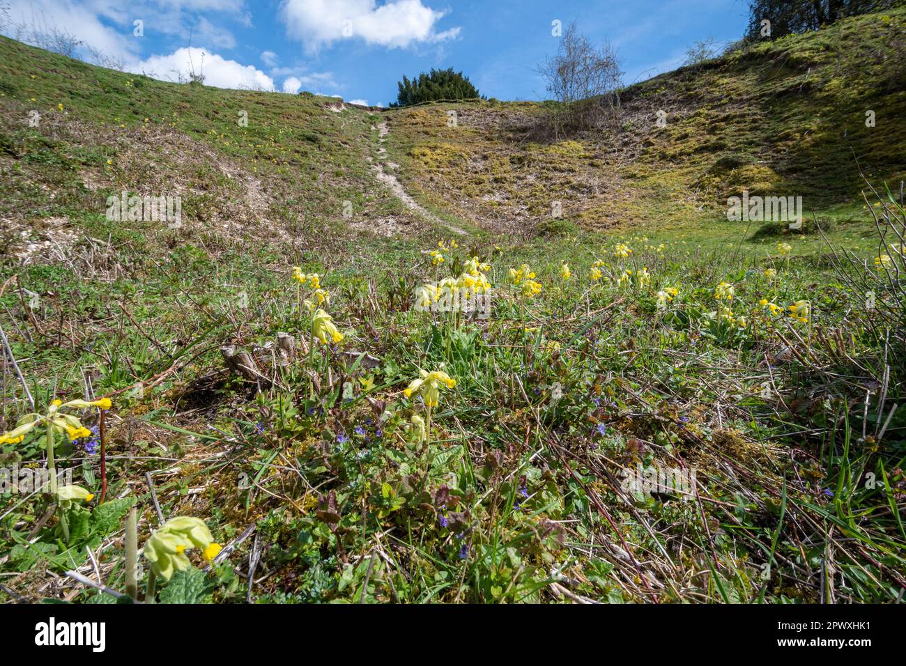 Cowslips (Primula veris), yellow wildflowers on Noar Hill SSSI, Selborne, Hampshire, England, UK, in late April or spring Stock Photo