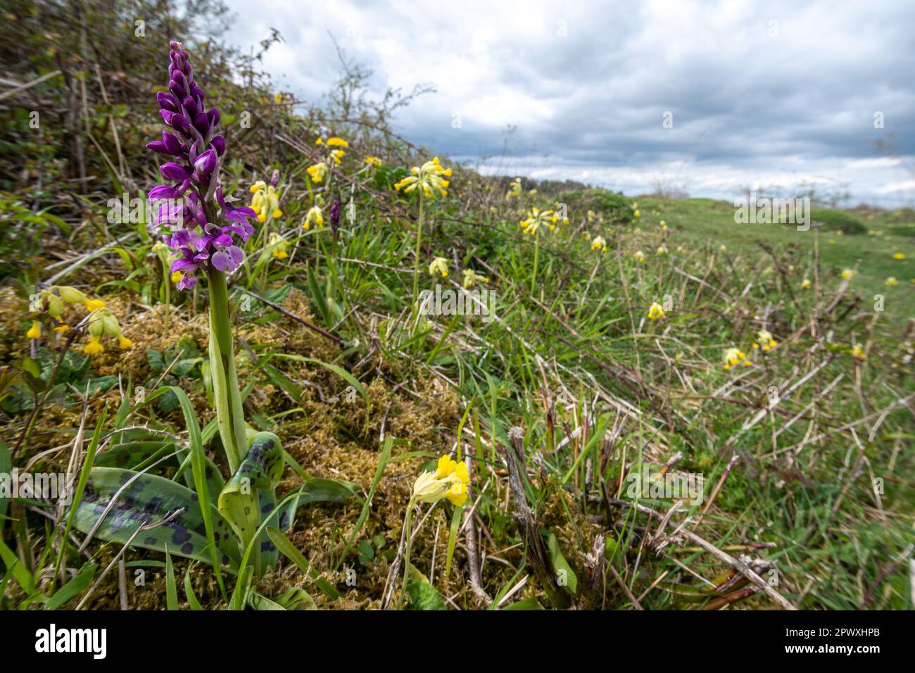 Early purple orchid (Orchis mascula) and cowslips (Primula veris), wildflowers on Noar Hill SSSI near Selborne, Hampshire, England, UK, in April Stock Photo