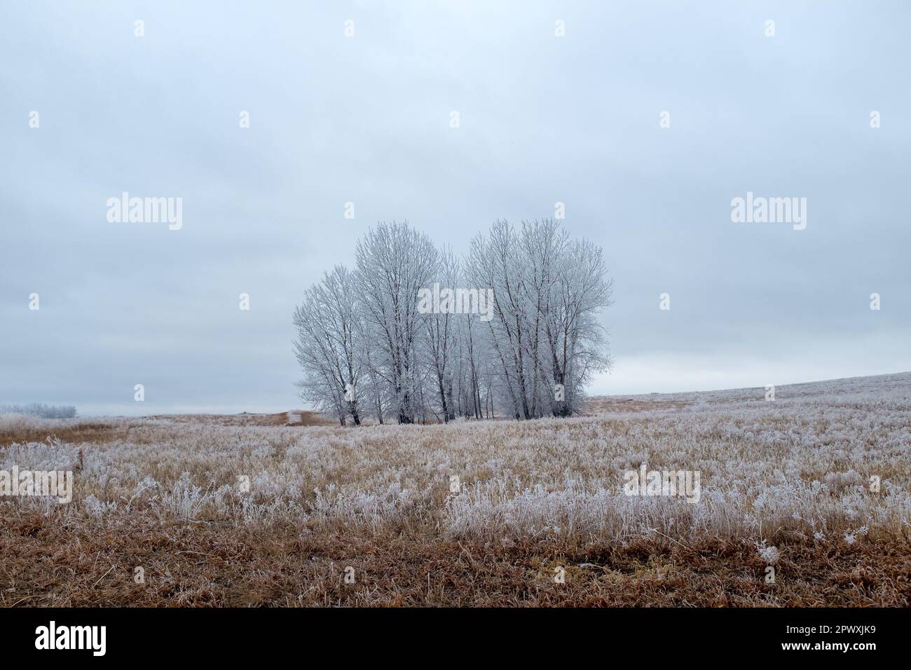 winter wonderland hoar frost covered trees in north dakota Stock Photo ...