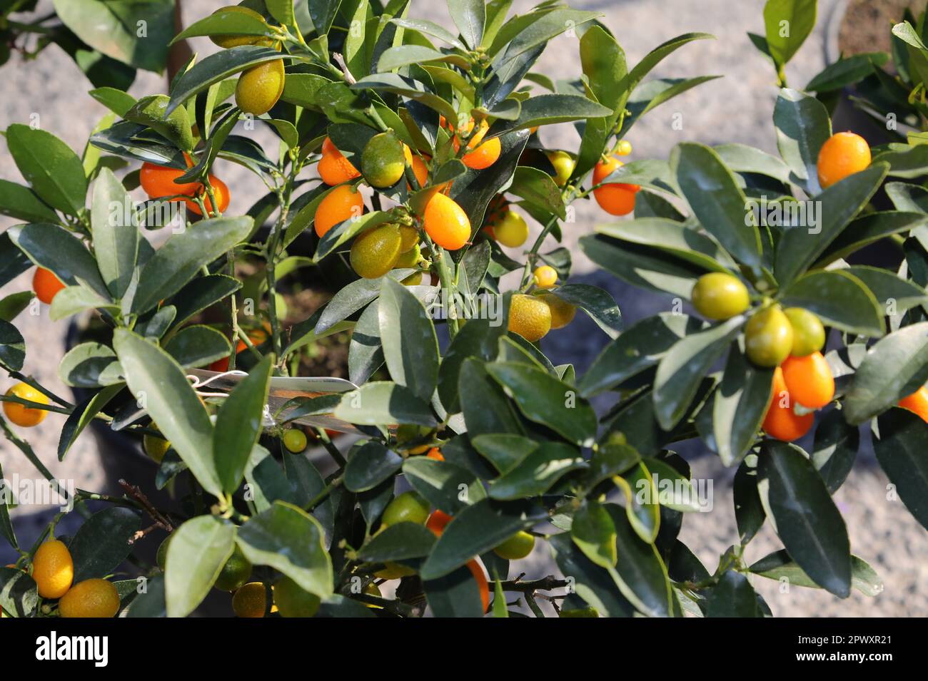 plants and fruits of kumquat also called cumquats and green leaves
