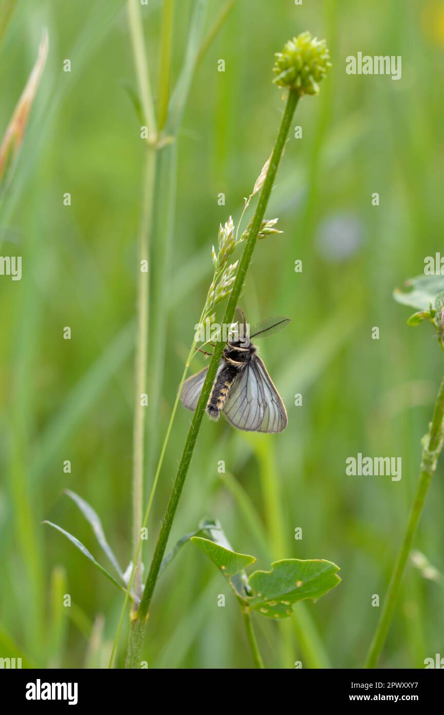 Small moth insect in the grass, sparkly wings, early spring insects ...