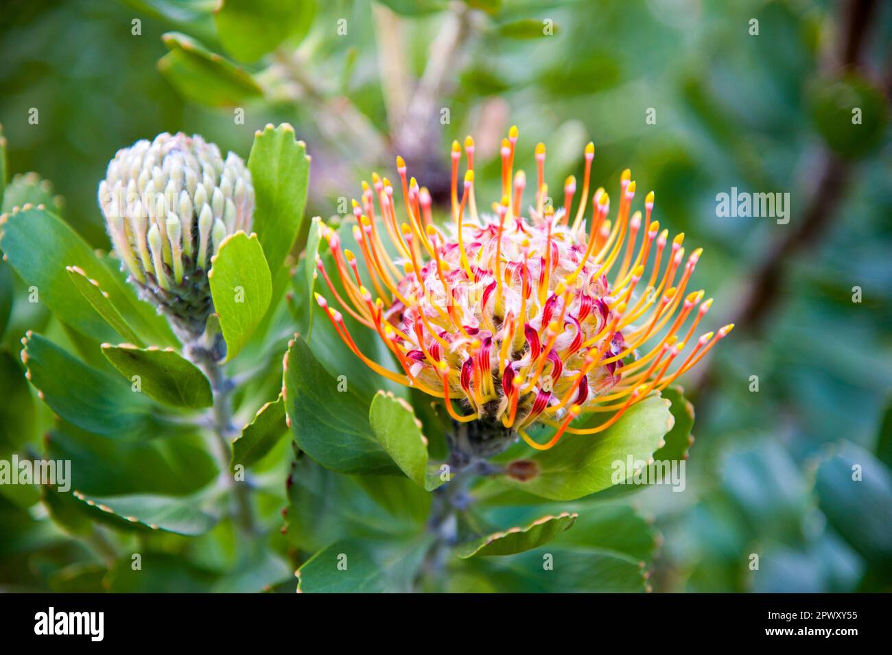 Endemic species of Mossel Bay Pincushion protea growing in the African wilderness Stock Photo