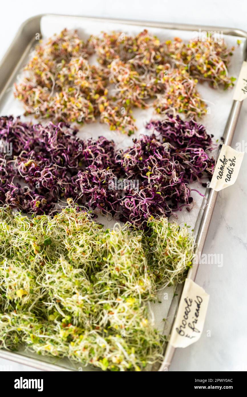 Growing sprouts in a jar Stock Photo Alamy