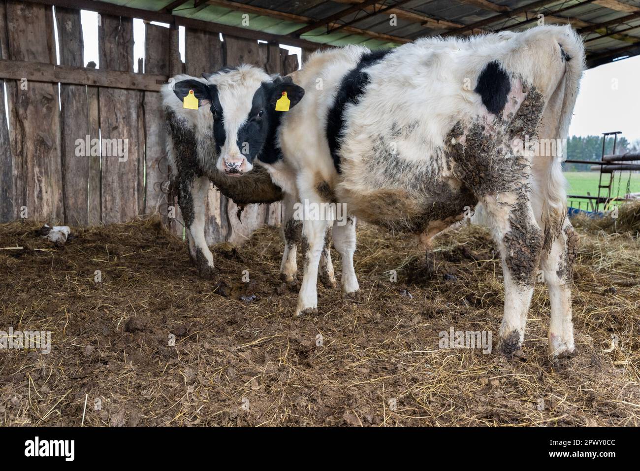 Young black and white holstein calf bull in outdoor cow barn Stock