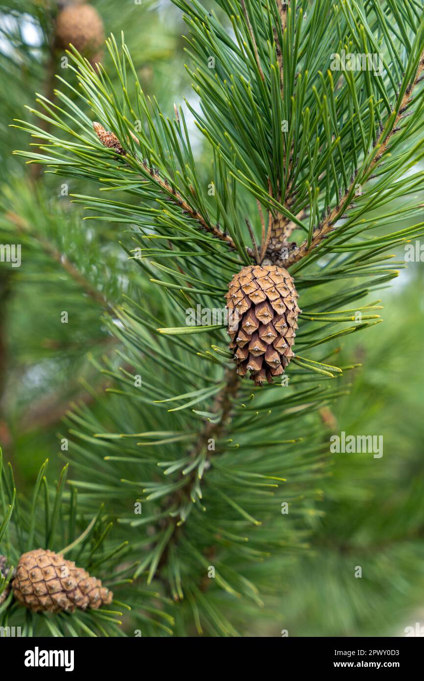 Cone scales of an open pine cone hi-res stock photography and images ...