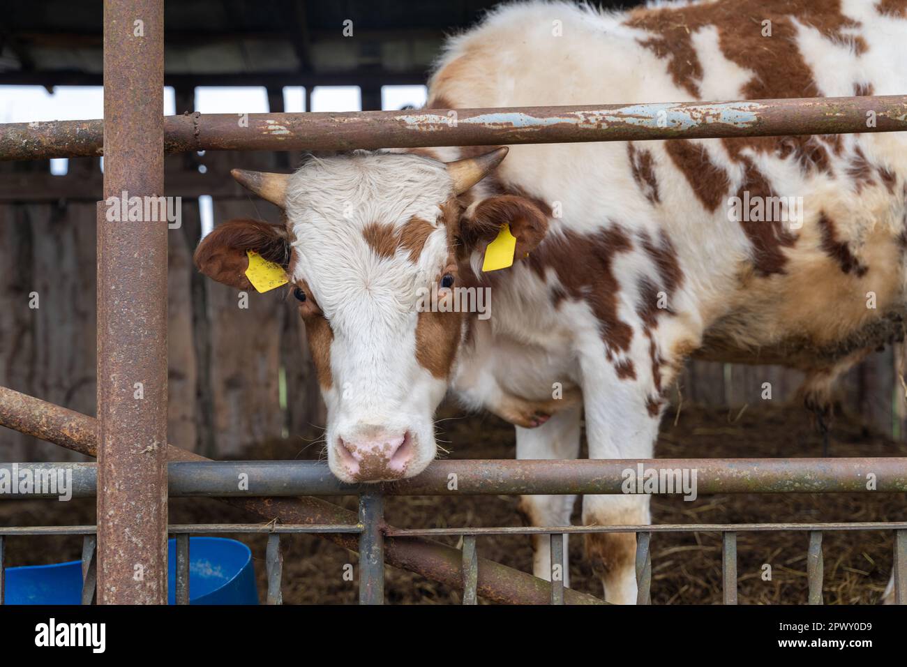 Young red Holstein calf bull in outdoor cow barn Stock Photo Alamy