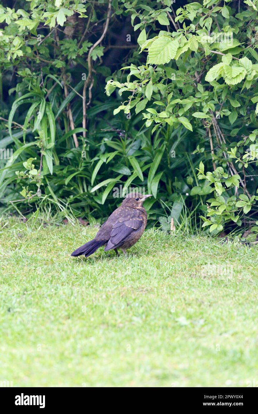 This juvenile blackbird is a garden visitor that is quite tame around humans. Stock Photo